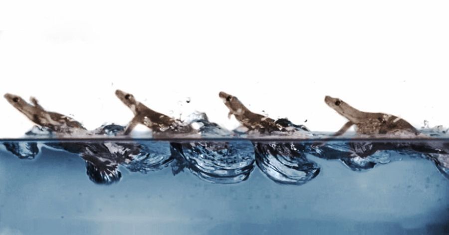 How to run on the surface of water Scientists have learned the secret of geckos