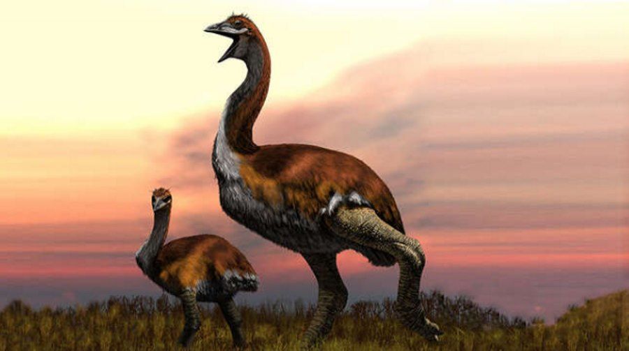 The largest bird in history weighed as much as a baby dinosaur